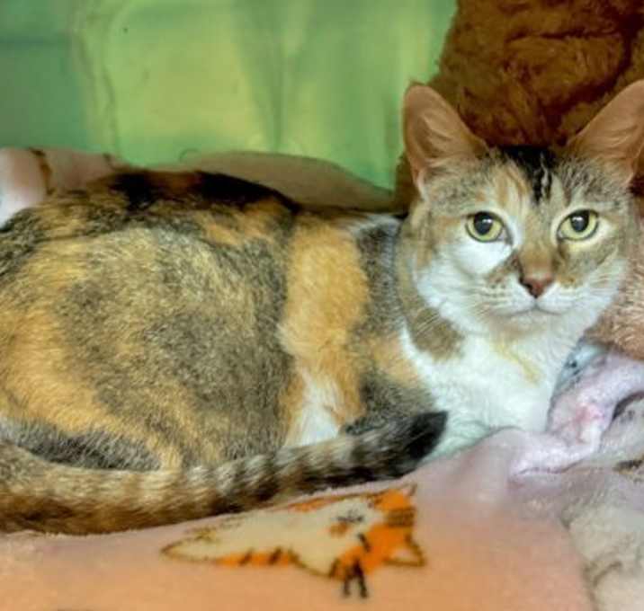 Photo of Pebbles - Purr Machine