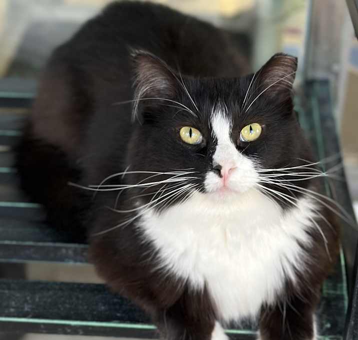 Photo of Otis