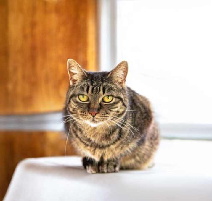 Photo of Shelby