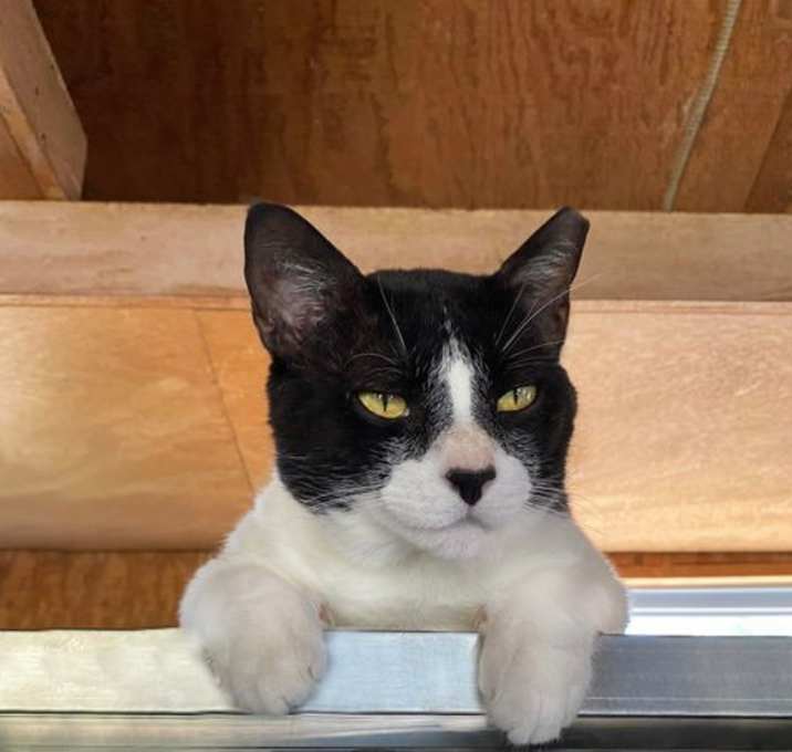 Photo of Mowgli