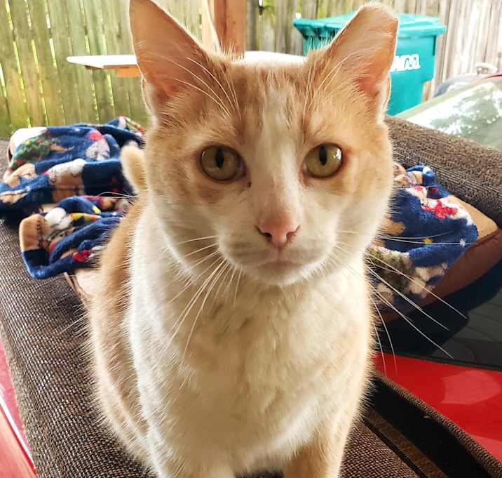 Photo of Cream Puff
