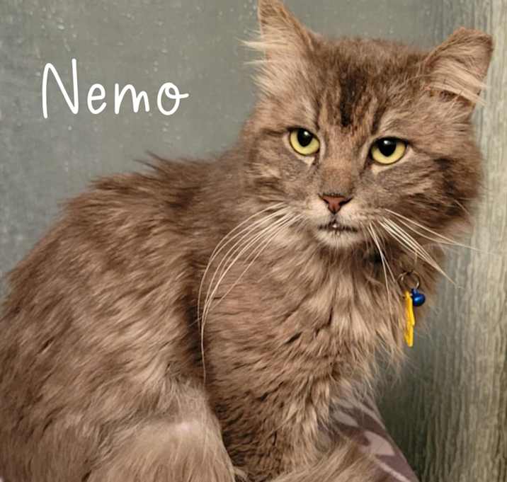 Photo of Nemo