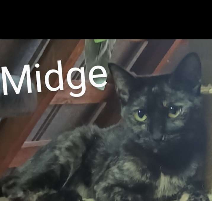 Photo of Midge