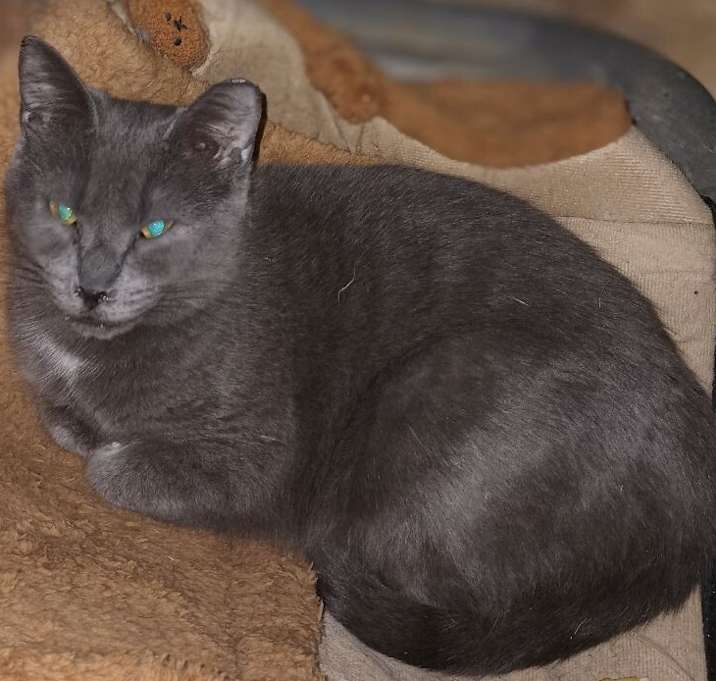 Photo of Athena