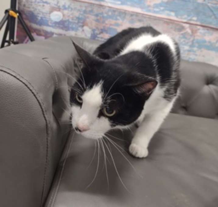 Photo of Pumpkin
