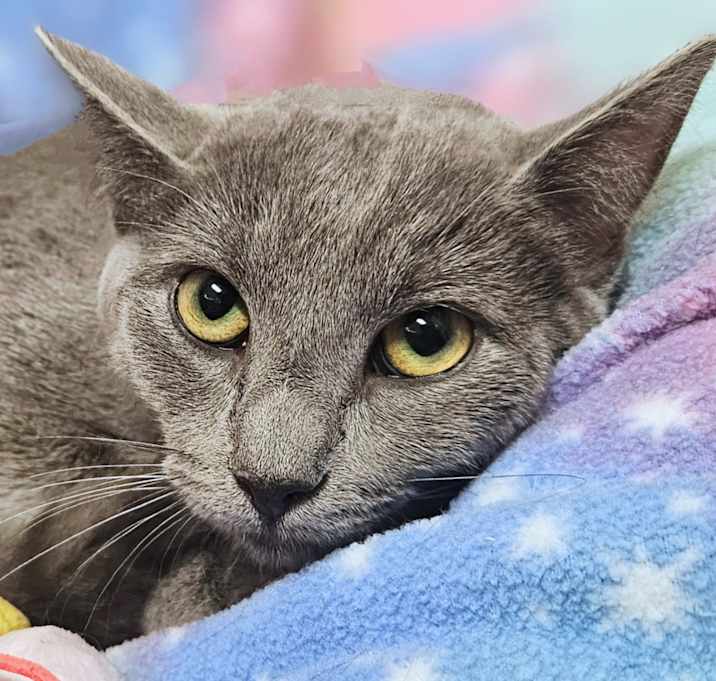 Photo of Jenny- RC PetSmart