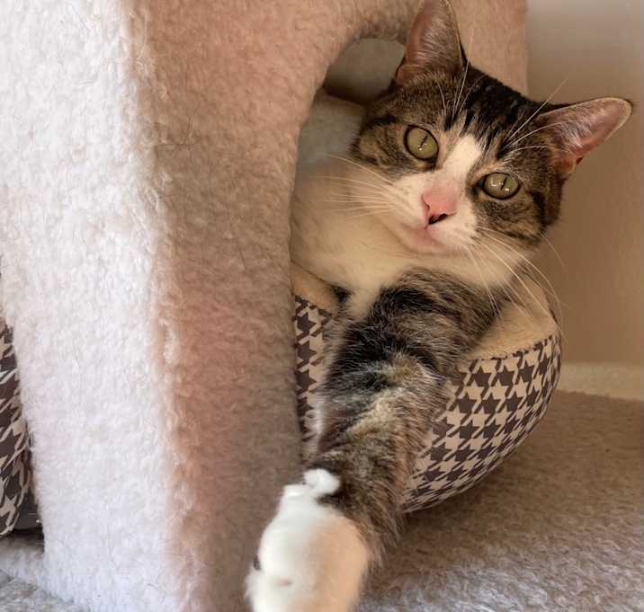 Photo of Belle - in foster