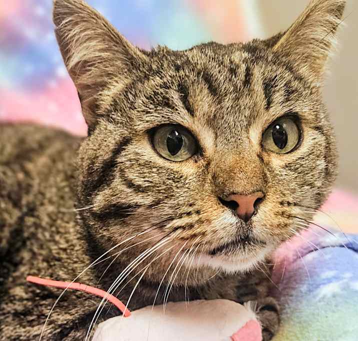 Photo of Sasha- RC PetSmart