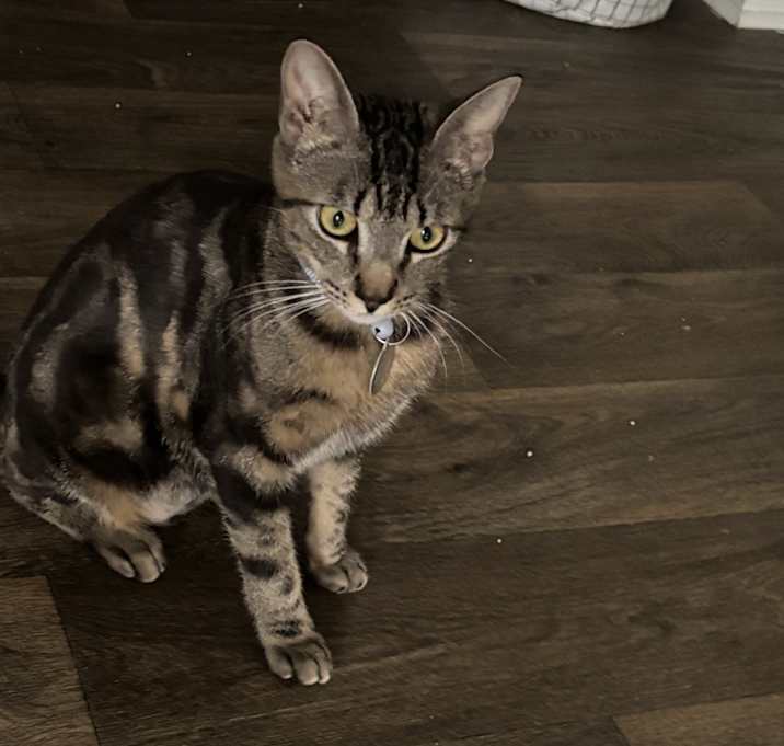 Photo of Gema