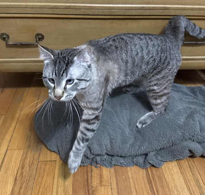 Photo of Boo