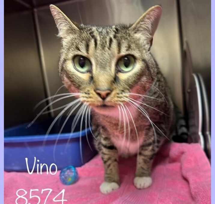 Photo of VINO