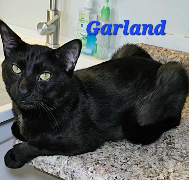 Photo of Garland