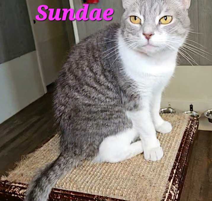 Photo of Sundae