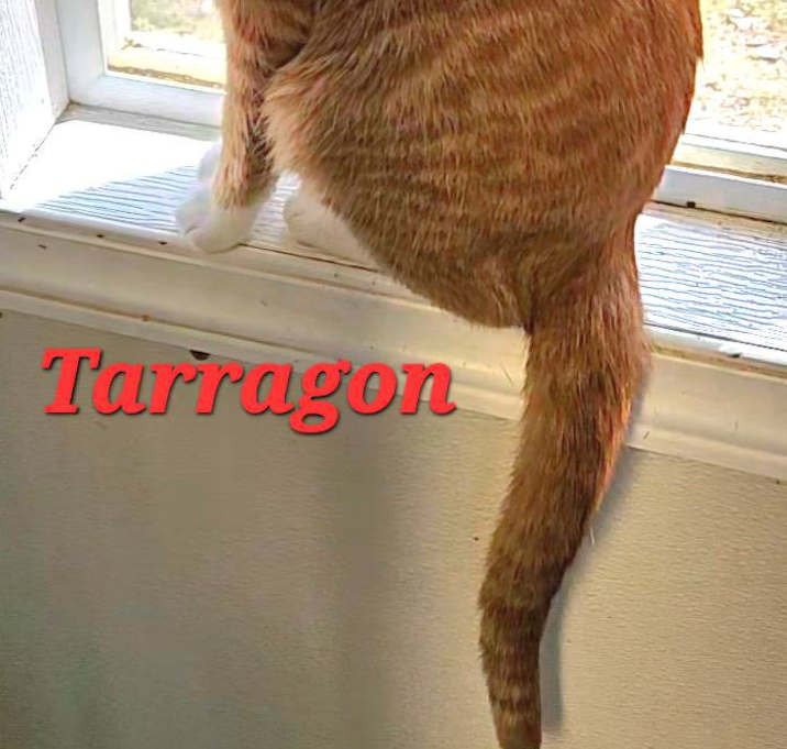 Photo of Tarragon
