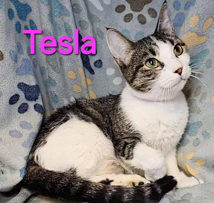 Photo of Tesla