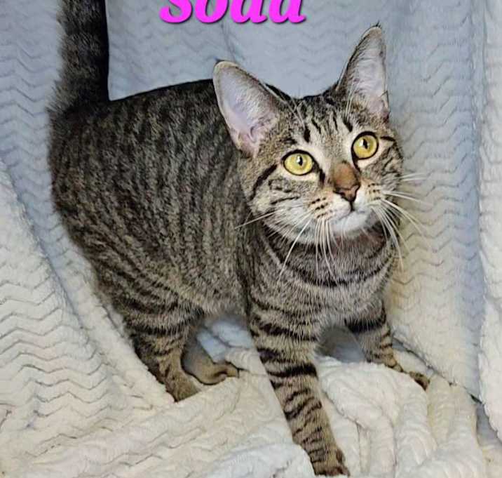 Photo of Soda
