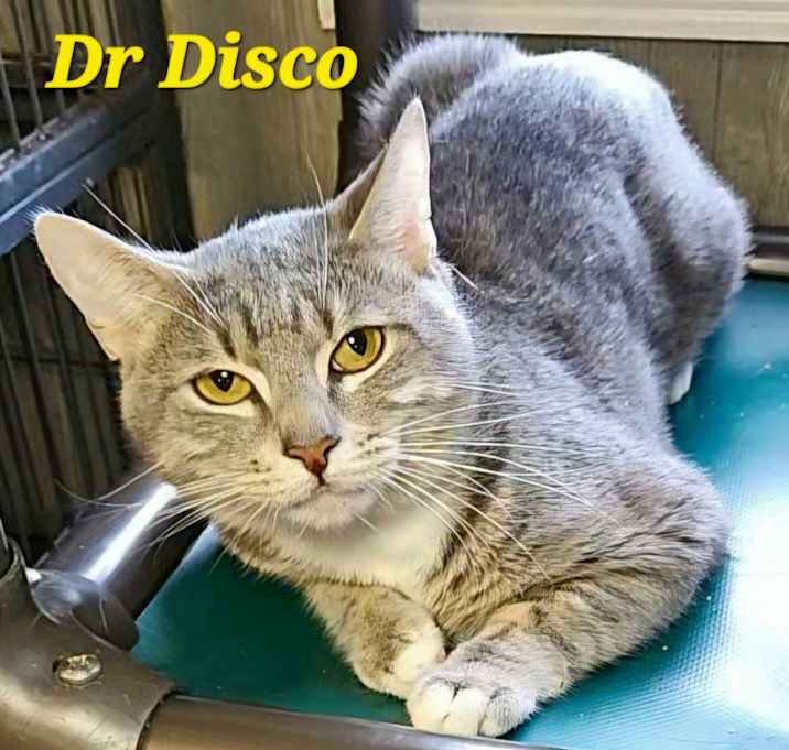 Photo of Dr Disco