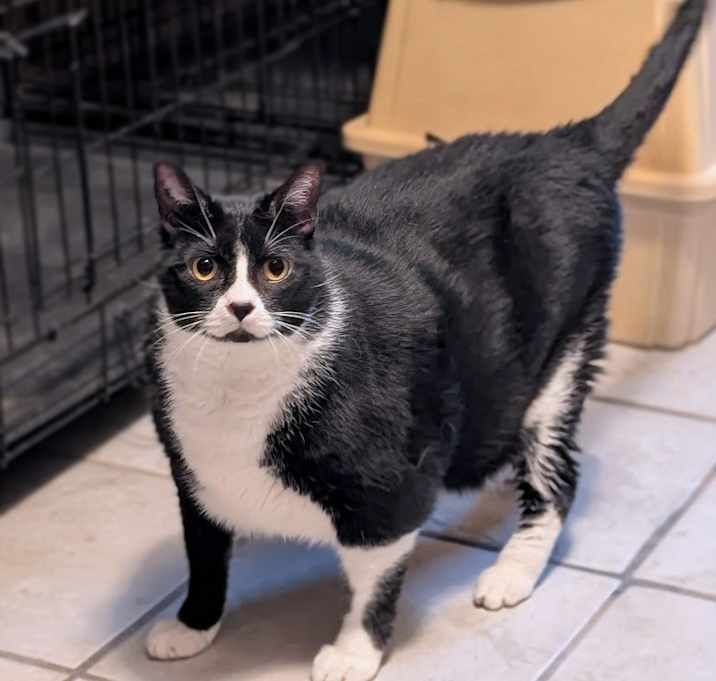 Photo of Puffin