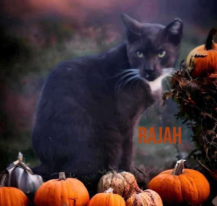 Photo of Rajah
