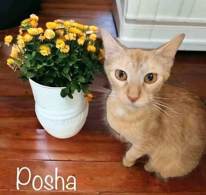 Photo of Posha