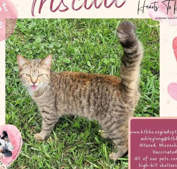 Photo of Triscuit