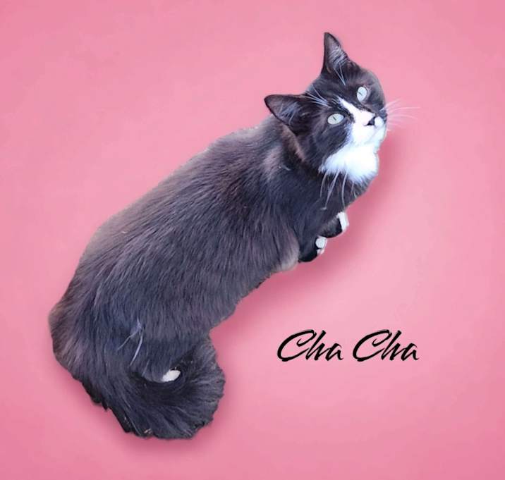 Photo of Cha Cha
