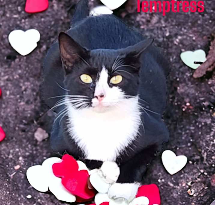 Photo of Temptress