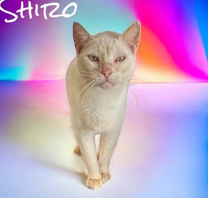 Photo of Shiro