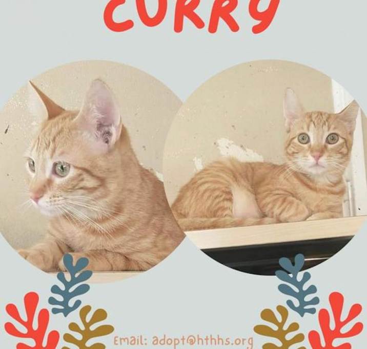 Photo of Curry