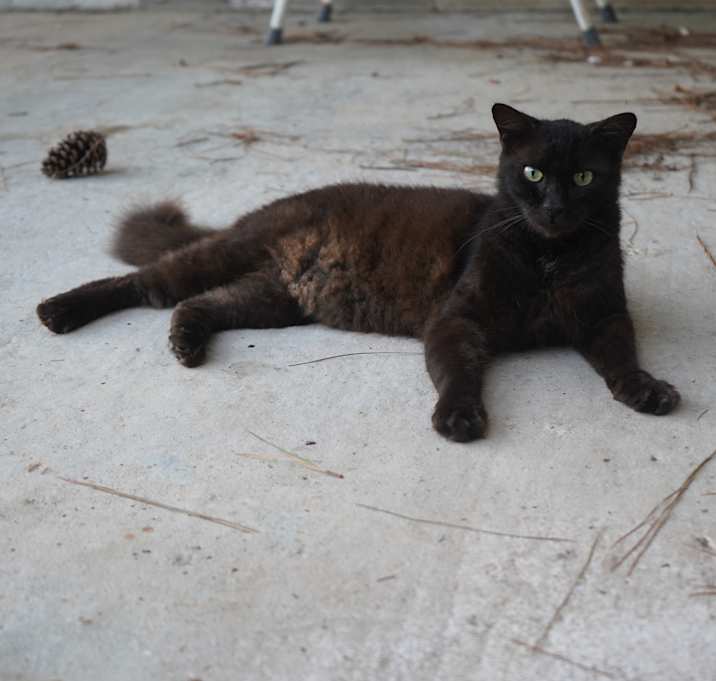 Photo of Bagheera