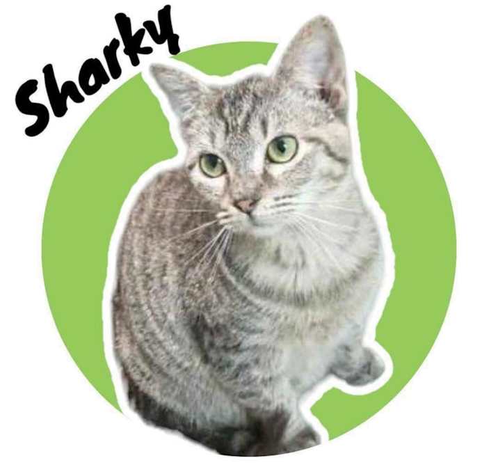 Photo of Sharky