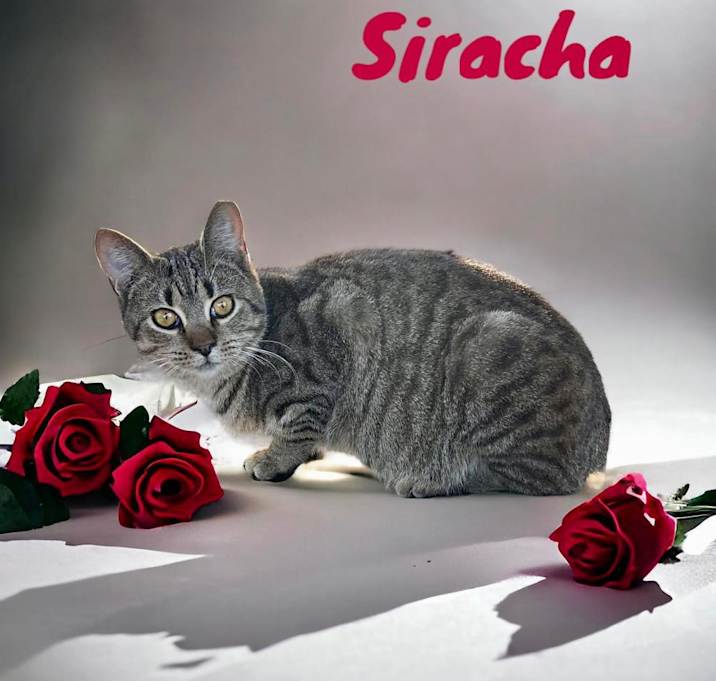 Photo of Siracha