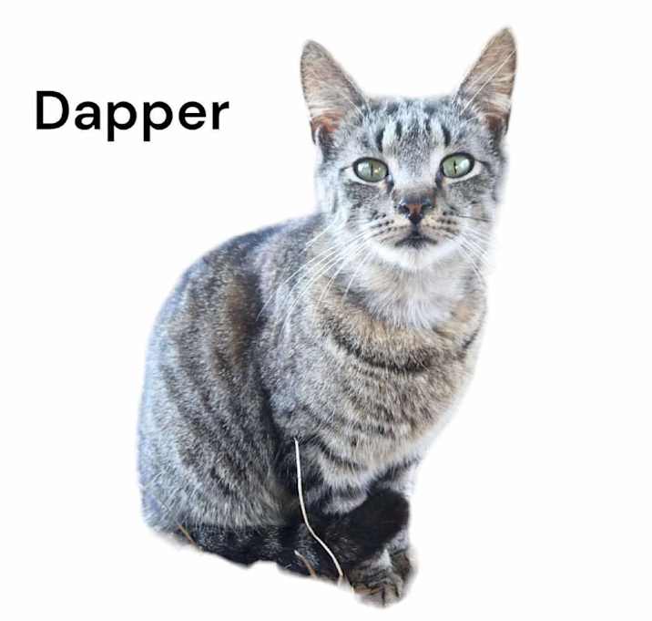 Photo of Dapper