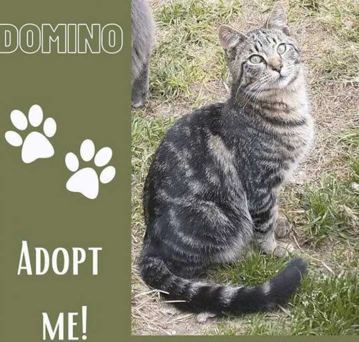 Photo of Domino