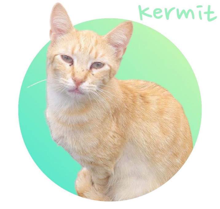 Photo of Kermit