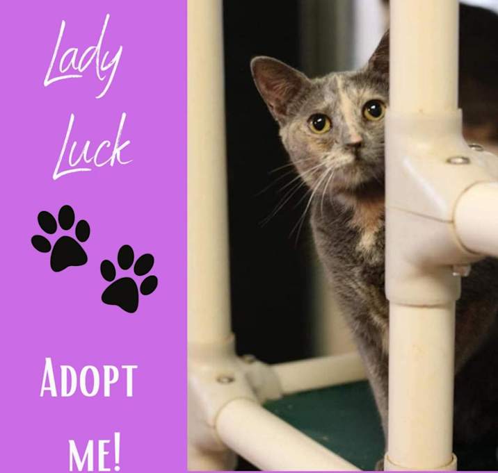 Photo of Lady Luck