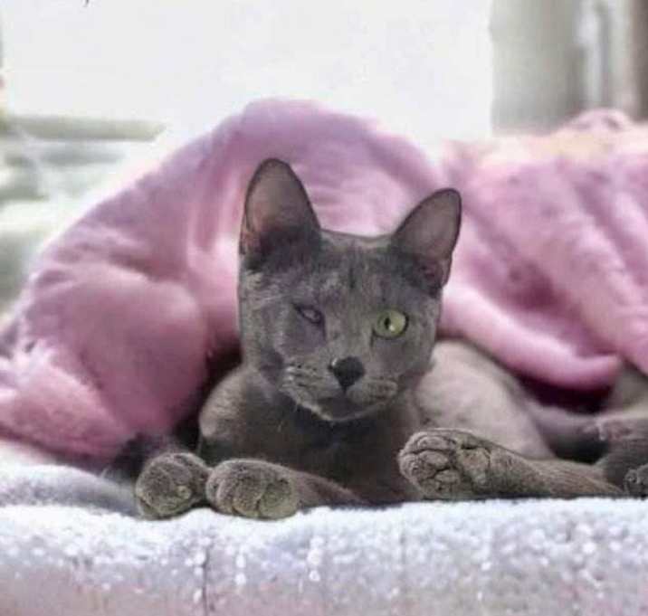 Photo of Lyra