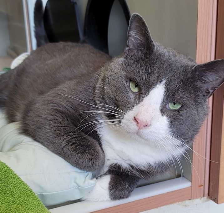Photo of Smokey *Sponsored Senior