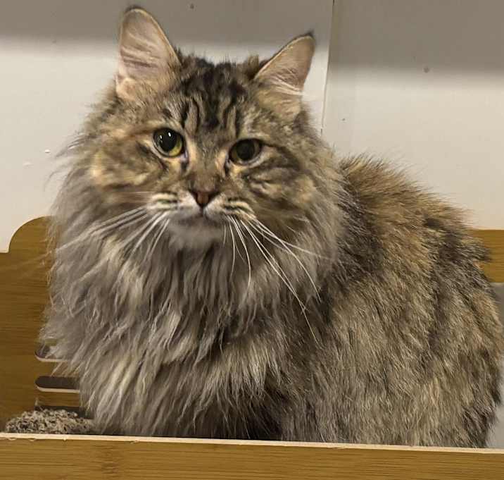 Photo of Shakira (Persian)