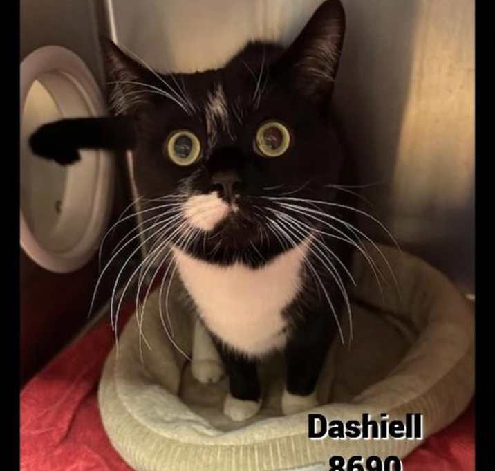 Photo of Dashiell(689)