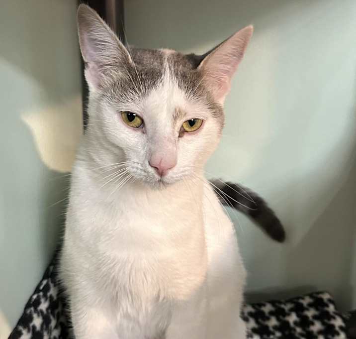 Photo of Snowy