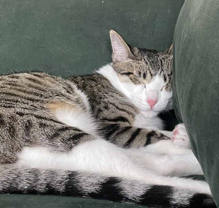 Photo of Reggie
