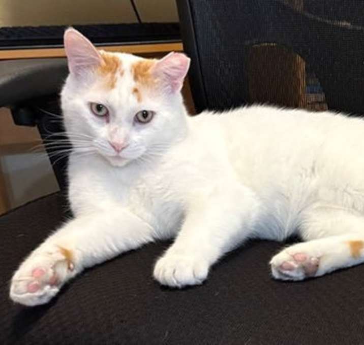 Photo of Romeo -  Lap Mogul