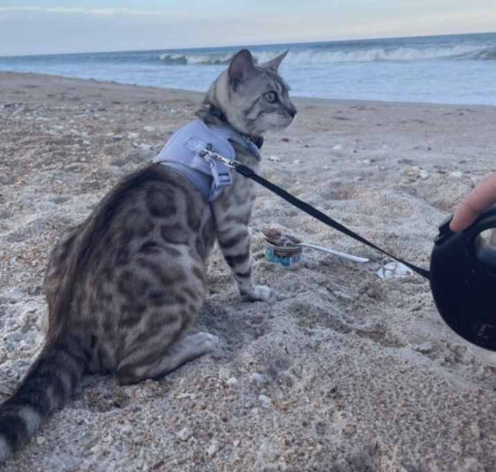 Photo of Rocket