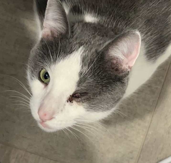 Photo of Toby