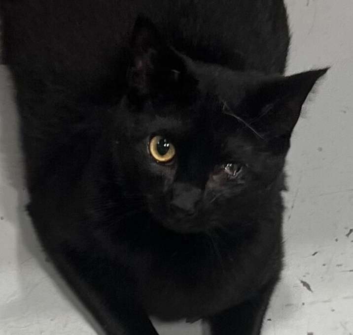 Photo of Hecate