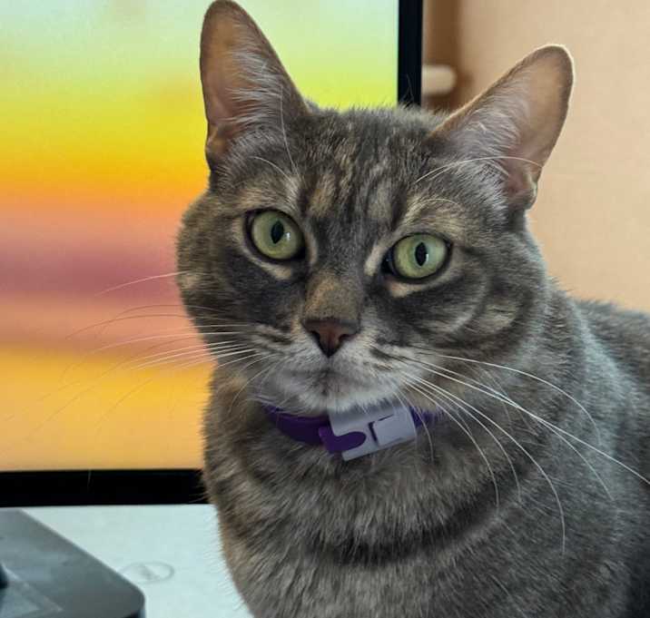 Photo of Eevee