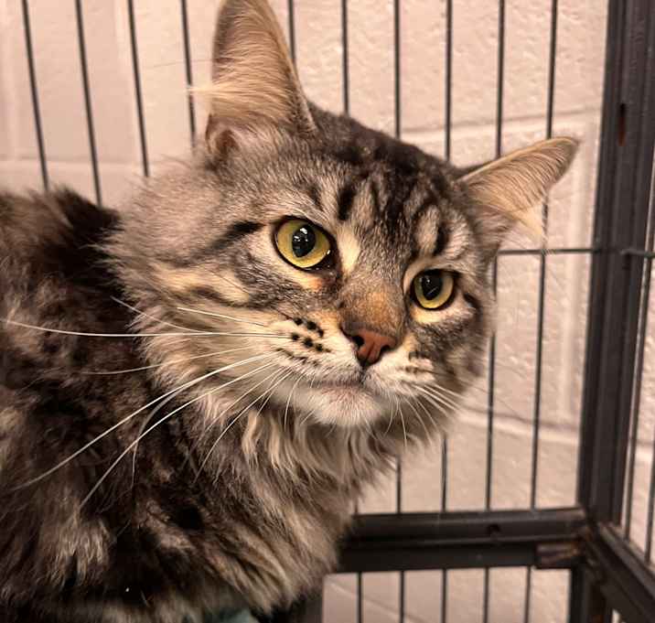 Photo of Plumpkin-C