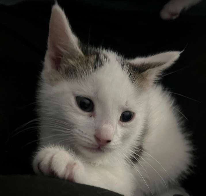 Photo of Leon