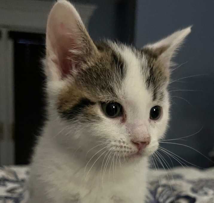 Photo of Lucky